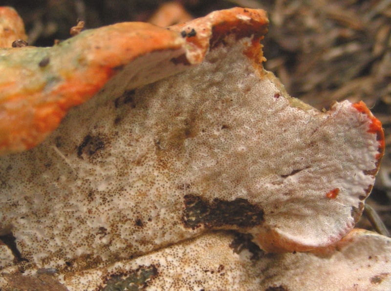 Lactarius salmonicolor parassitato da Hypomyces
